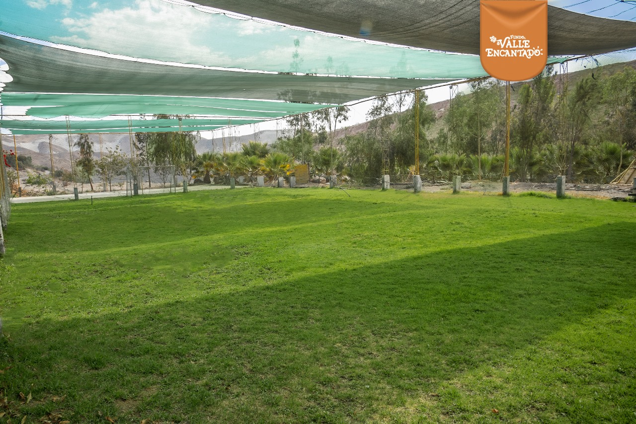 Cancha de fútbol de césped